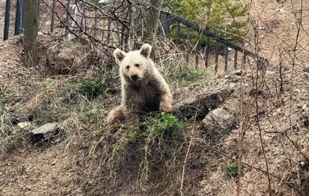 Gümüşhane’de şaşırtan manzara! Vatandaşlar ‘Koca Oğlan’ı ekmekle besledi