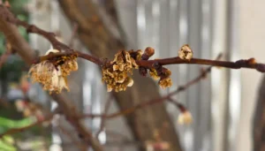 Gümüşhane’de zirai don hafif atlatıldı