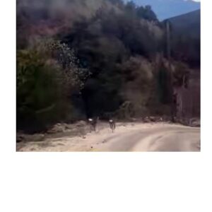 Yol Ortasında Sürpriz Karşılaşma: Gümüşhane’de Vatandaşları Şaşırtan Güzellik!