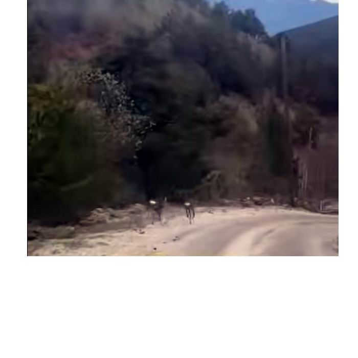 Yol Ortasında Sürpriz Karşılaşma: Gümüşhane’de Vatandaşları Şaşırtan Güzellik!