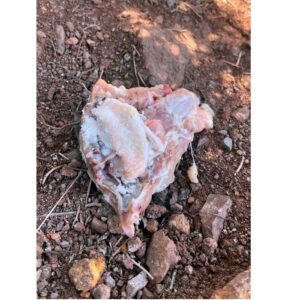 Gümüşhane’de Zehirli Et Alarmı: Hedefte Sokak Hayvanları Var!