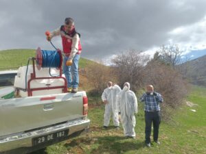 Kelkit’te köyü çekirgeler bastı, ekipler harekete geçti!