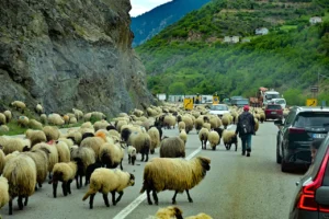Gümüşhane yaylalarına geleneksel küçükbaş hayvan göçü başladı