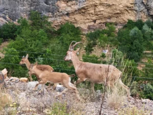 Gümüşhane Dağlarının Süsü Yaban Keçilerinin Sevimli Anları Kameralara Yansıdı