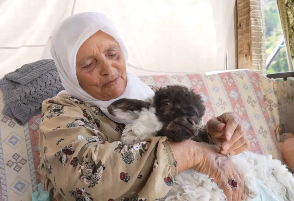 Torul’da Sıradışı Bir Sevgi Hikayesi: Boncuk Kuzu Ailenin Bir Ferdi Oldu