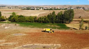 Gümüşhane’de Karabuğday Hasadı Başladı: Ekim Alanı 2 Bin 500 Dönüme Ulaştı