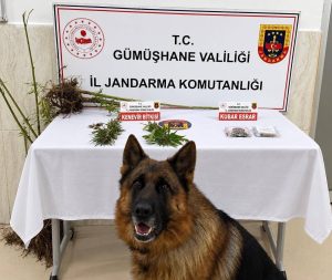 Jandarmadan Uyuşturucu Operasyonu: Kürtün’de Kenevir ve Kubar Esrar Ele Geçirildi