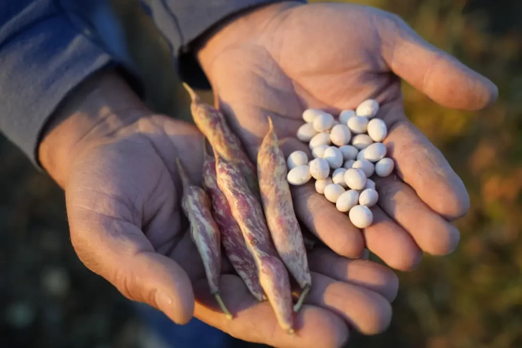 Guinness Rekorlu Kelkit Şeker Fasulyesinde Hasat Zamanı