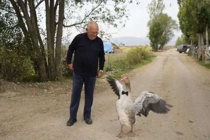 Gümüşhane’de dışlanan kaz “Juniour” İsmail Dede’nin gölgesi oldu